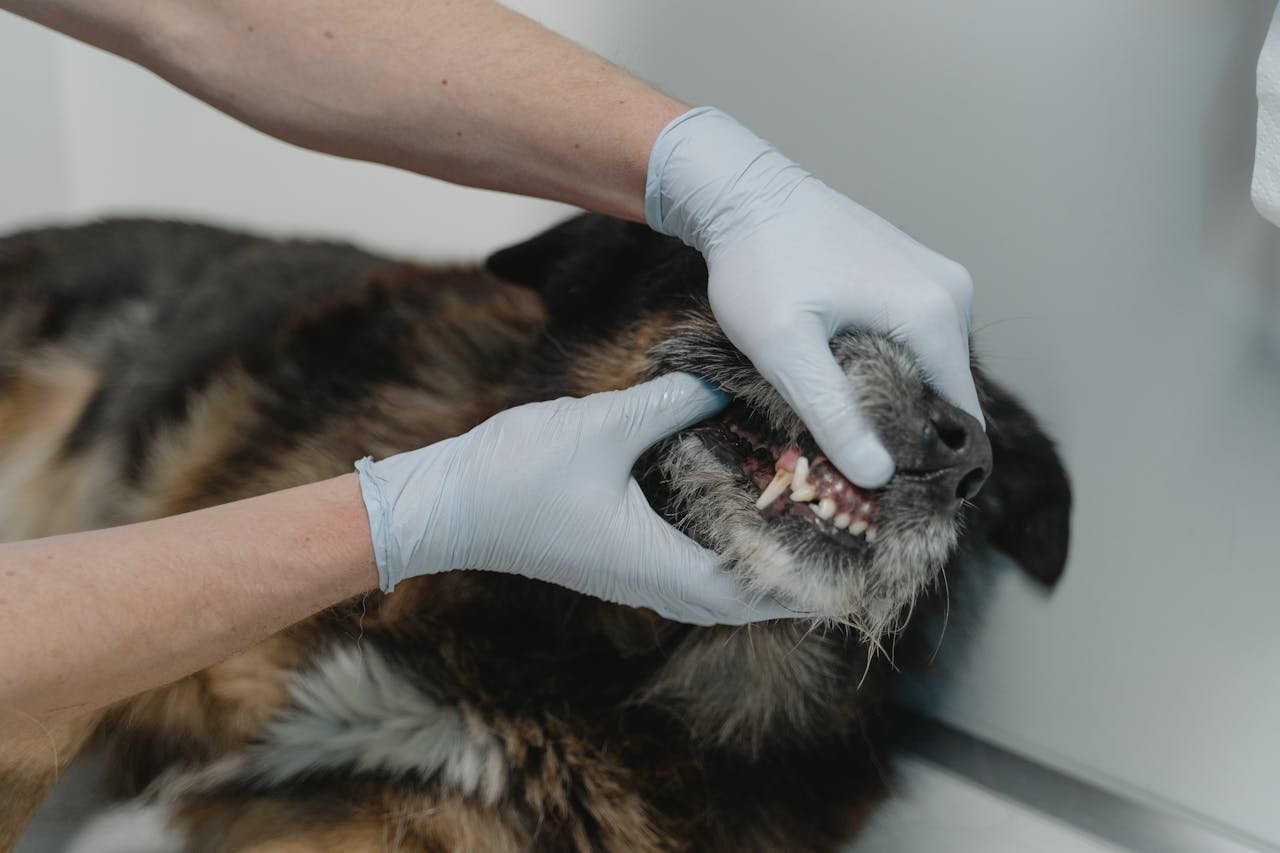 Dental Prophylaxis for Dogs: Why Professional Cleanings Are More Than Just Fresh Breath