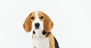 Standard educational - no outcome claims