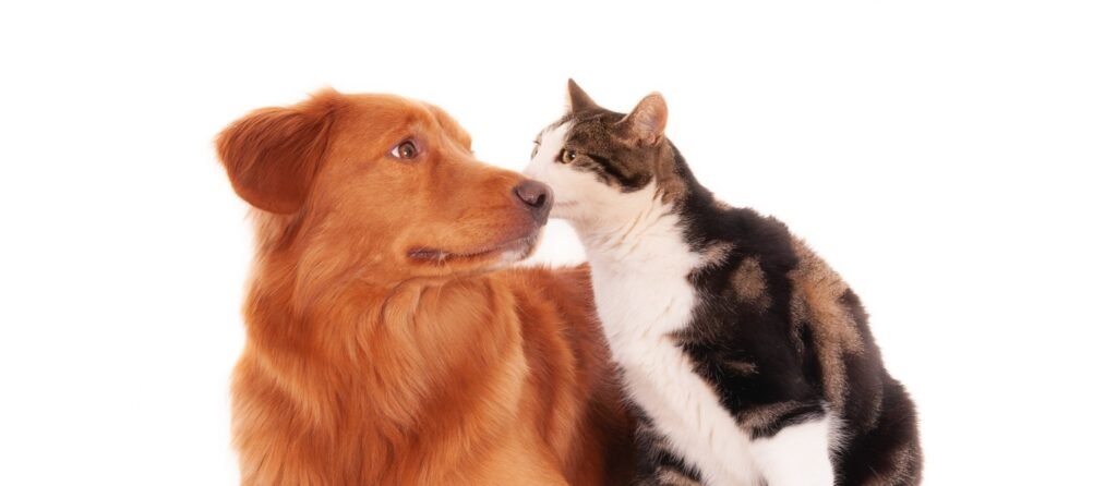 puppy kitten socialization Langley