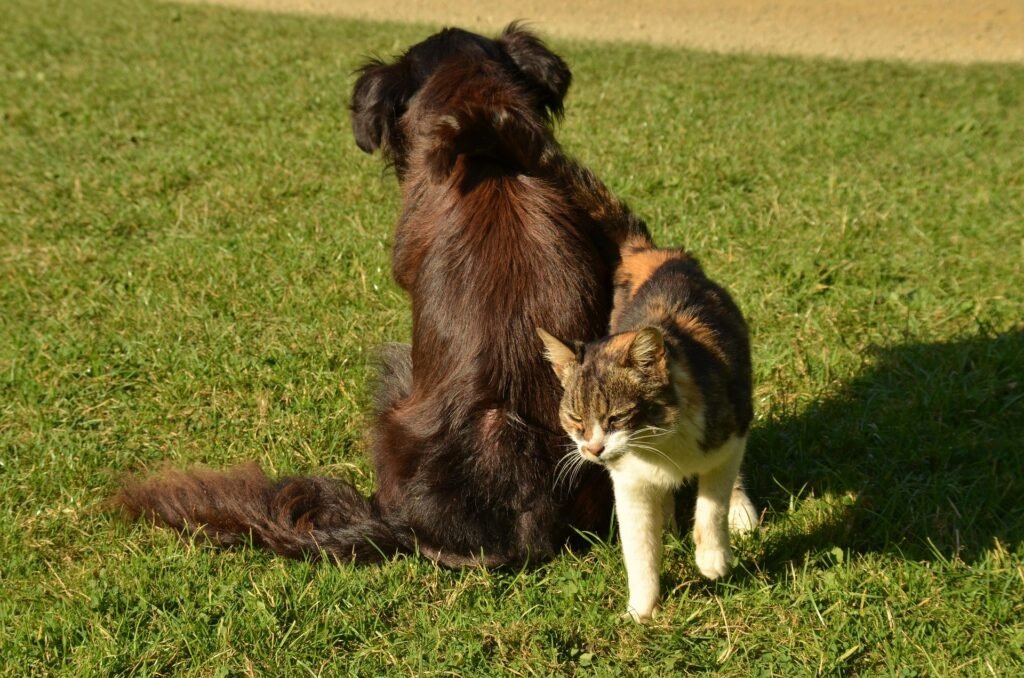 Spring Hazards for Dogs and Cats in the Fraser Valley
