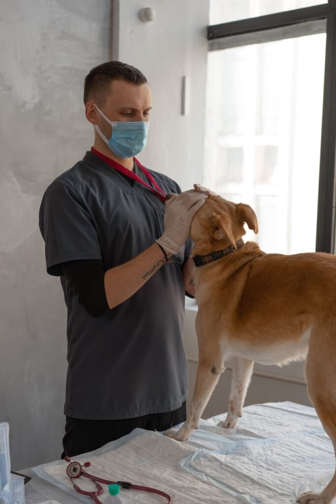 Dog being checked for kennel cough