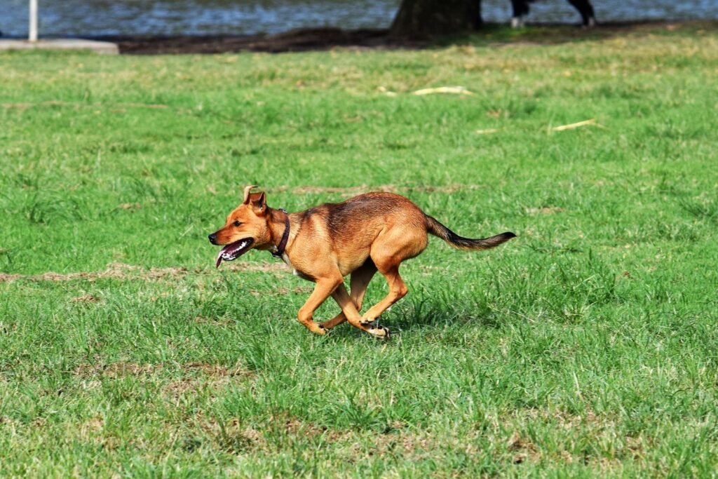 Dog running on a grassy field, regular exercise helps pets maintain a healthy weight